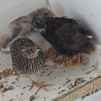 Quaglie cinesi quaglia cinese