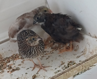 Quaglie cinesi quaglia cinese