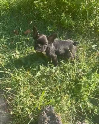 Cucciola Buldog francese