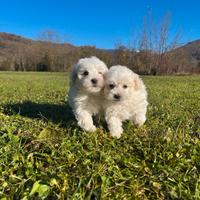 Cuccioli di Bolognese