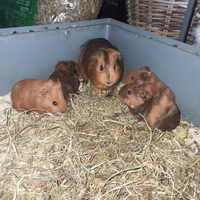 Cuccioli di porcellini d'India