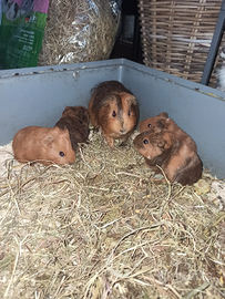 Cuccioli di porcellini d'India