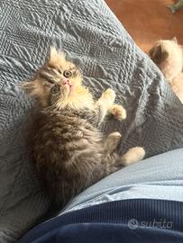 Dolcissimi gattini persiani