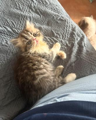 Dolcissimi gattini persiani