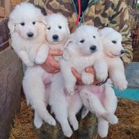 Cuccioli di Pastore Maremmano Abruzzese pura razza