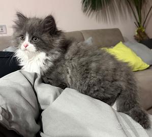 Gatto Siberiano Femmina