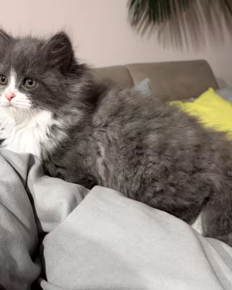 Gatto Siberiano Femmina