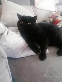 Exotic shorthair maschio 10 mesi