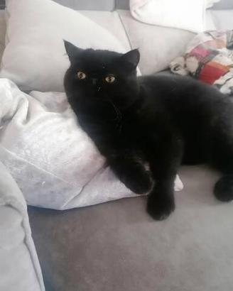 Exotic shorthair maschio 10 mesi