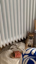 chihuahua cucciolo pelo lungo 