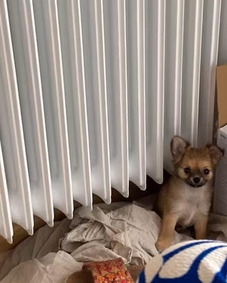 chihuahua cucciolo pelo lungo 