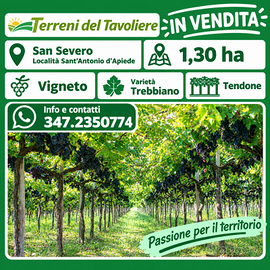 VIGNETO DI 1,30 HA – SAN SEVERO