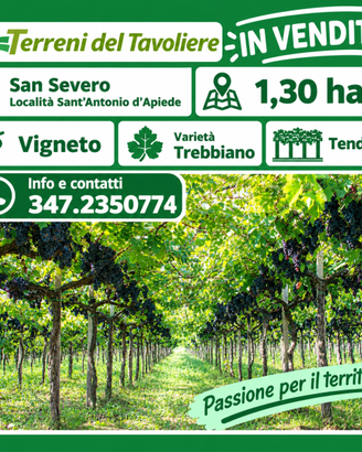 VIGNETO DI 1,30 HA – SAN SEVERO