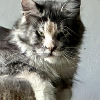 Femmina Maine Coon