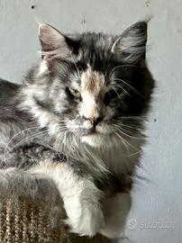 Femmina Maine Coon