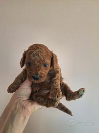 Barboncina con pedigree Enci e test genetici