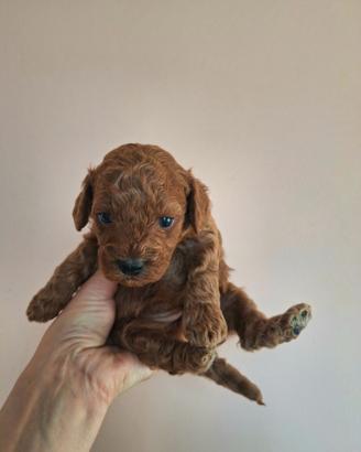 Barboncina con pedigree Enci e test genetici