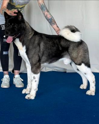 Akita americano