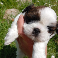 Shih tzu taglia piccola
