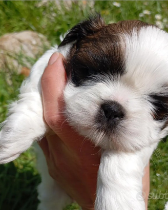 Shih tzu taglia piccola