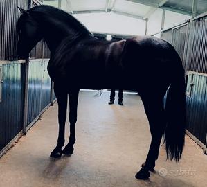 Cavallo Andaluso