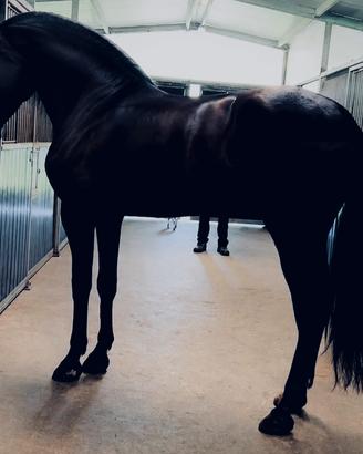 Cavallo Andaluso