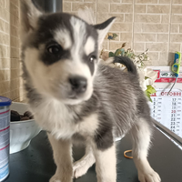 Husky siberian