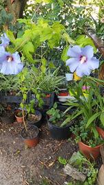 Piante di hybiscus in vaso