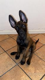 Pastore Belga Malinois