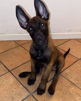 Pastore Belga Malinois
