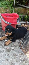 Cuccioli di rottweiler