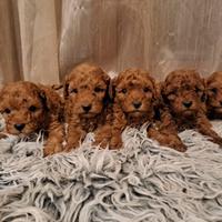 Barboncino red cuccioli disponibili