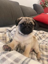 CUCCIOLO DI CARLINO MASCHIO di 2 mesi e mezzo