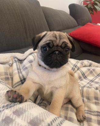 CUCCIOLO DI CARLINO MASCHIO di 2 mesi e mezzo