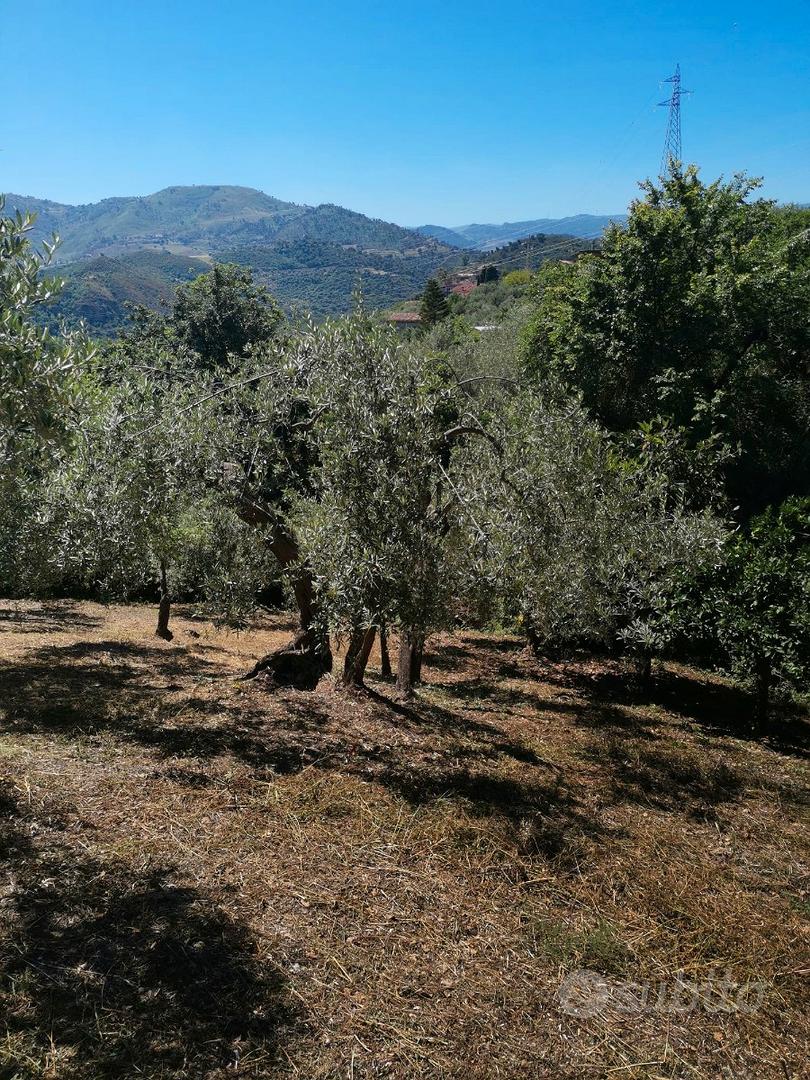 Terreno con ulivi - View 3