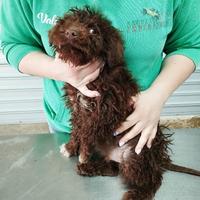 Cucciolo di Lagotto Romagnolo