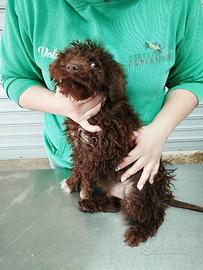 Cucciolo di Lagotto Romagnolo