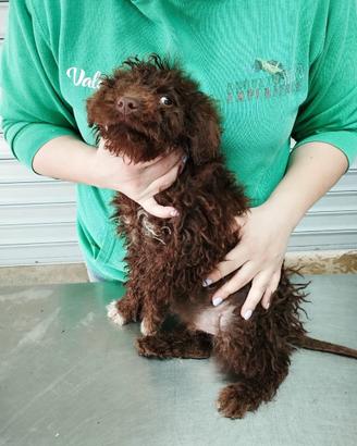 Cucciolo di Lagotto Romagnolo