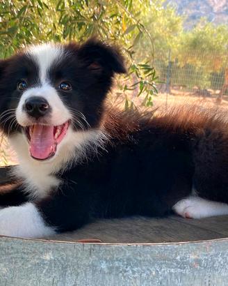Border Collie