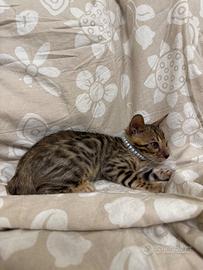 Cuccioli gatto del Bengala