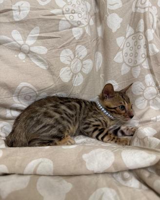 Cuccioli gatto del Bengala