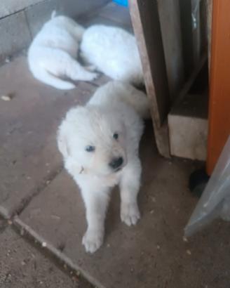 Disponibili cuccioli di pastore abruzzesi