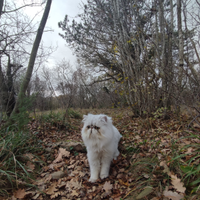 Gatto persiano monta