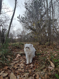 Gatto persiano monta