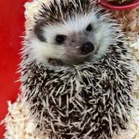 Ricci africani 7/8 mesi