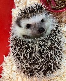 Ricci africani 7/8 mesi