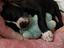 Immagine 1