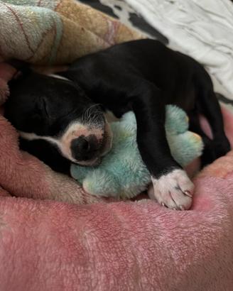 Cane di 2 mesi