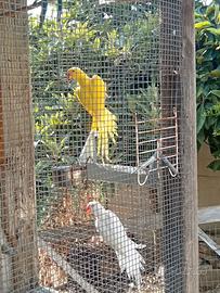 Parrocchetti dal collare