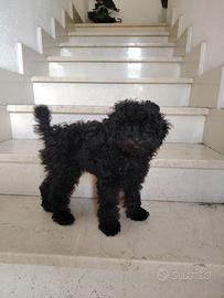 Barboncino toy cucciolo